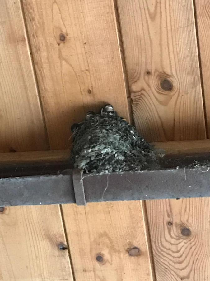 Hering Fewo II Apartment Balcony Wiek auf Rugen Bagian luar foto